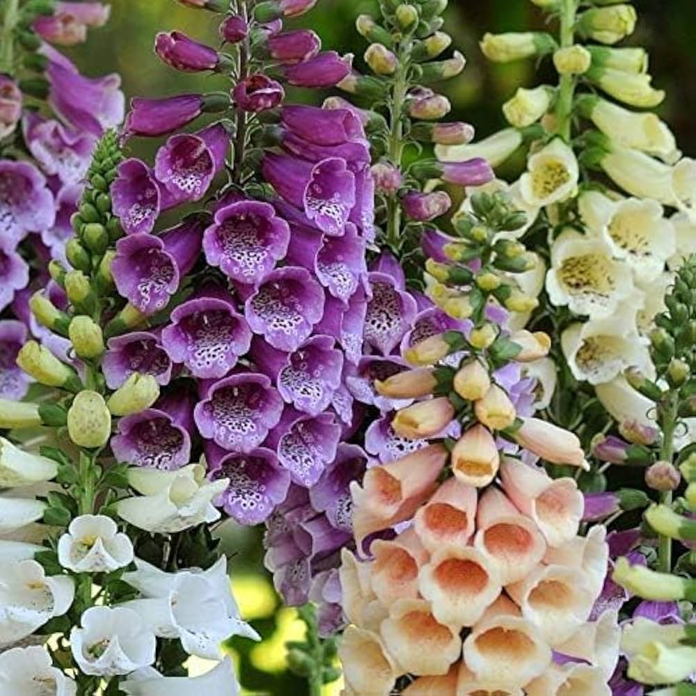 digitalis oscura flower seeds