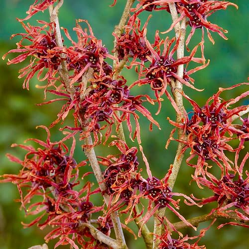 Red Hazel Flower Seeds – Heirloom Non-GMO High Germination Organic Garden Seeds for Planting