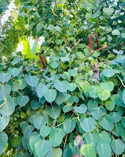 Black Mulberry Seeds for Planting – Heirloom Non-GMO High Germination Organic Garden Seeds