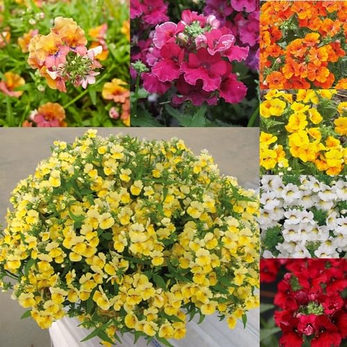 Semillas de Nemesia de Flores Blancas Rosadas – Orgánica de Jardín, No Transgénica, de Reliquia