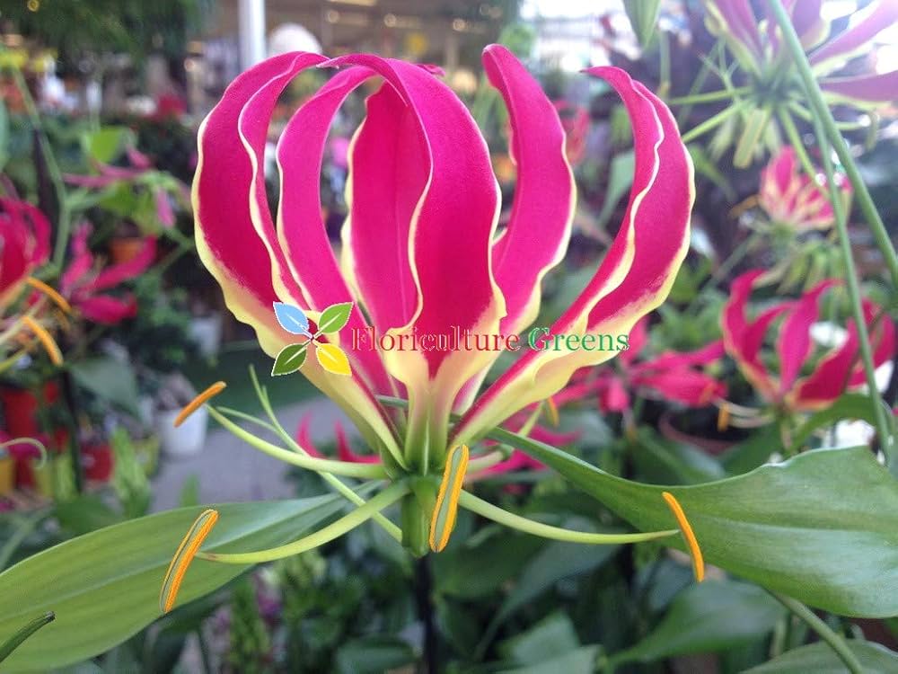 Gloriosa Flower Seeds Pink – Heirloom, Non-GMO, High Germination Organic Garden Seeds for Planting