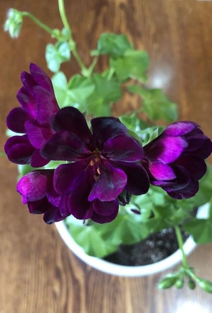 Semillas de geranio de color morado oscuro para plantar – Semillas cimarrón no transgénicas de alta germinación