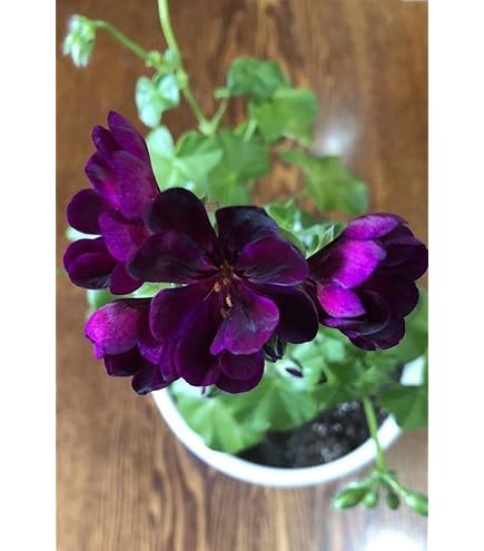 Pink Geranium Phaeum Flower Seeds – Heirloom, Non-GMO, High Germination Organic Garden Seeds for Planting