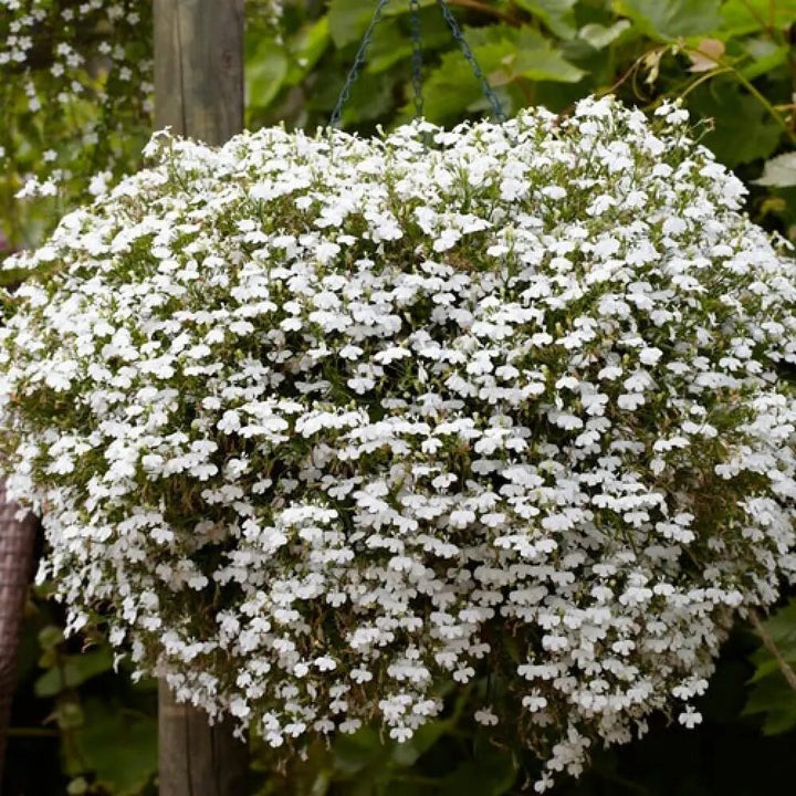 Semillas de flor Lobelia Blanca Regatta – Híbrido, no modificado genéticamente, semillas de alta germinación