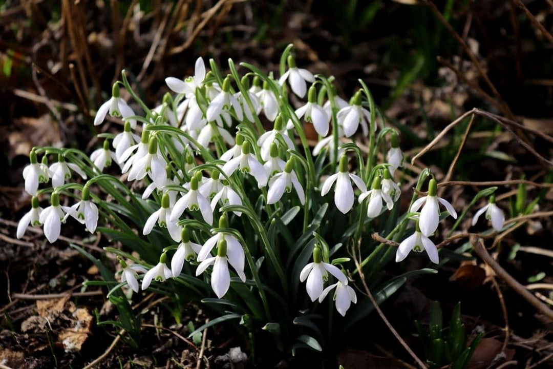 snowdrop flower heirloom non-gmo seeds