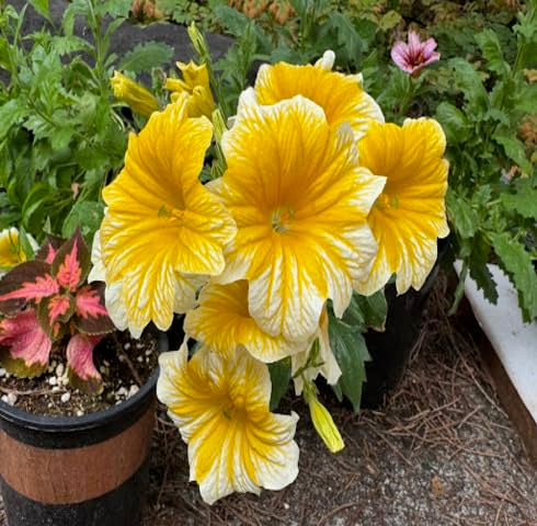 White Yellow Salpiglossis Flower Seeds – Heirloom Non-GMO High Germination Organic Garden Seeds