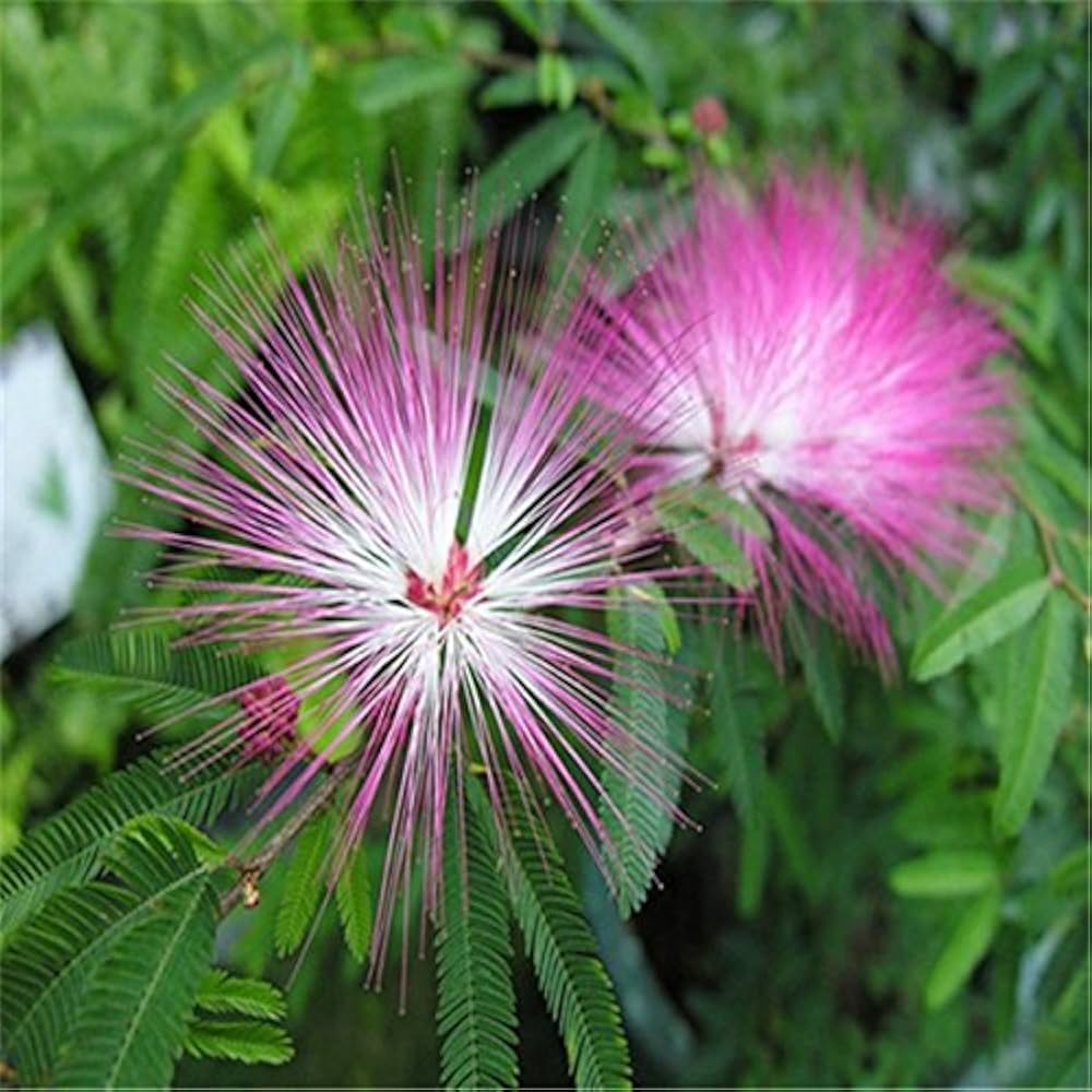 albizia silk flower seeds