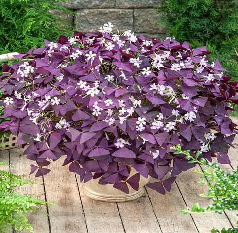 purple shamrock flower seeds