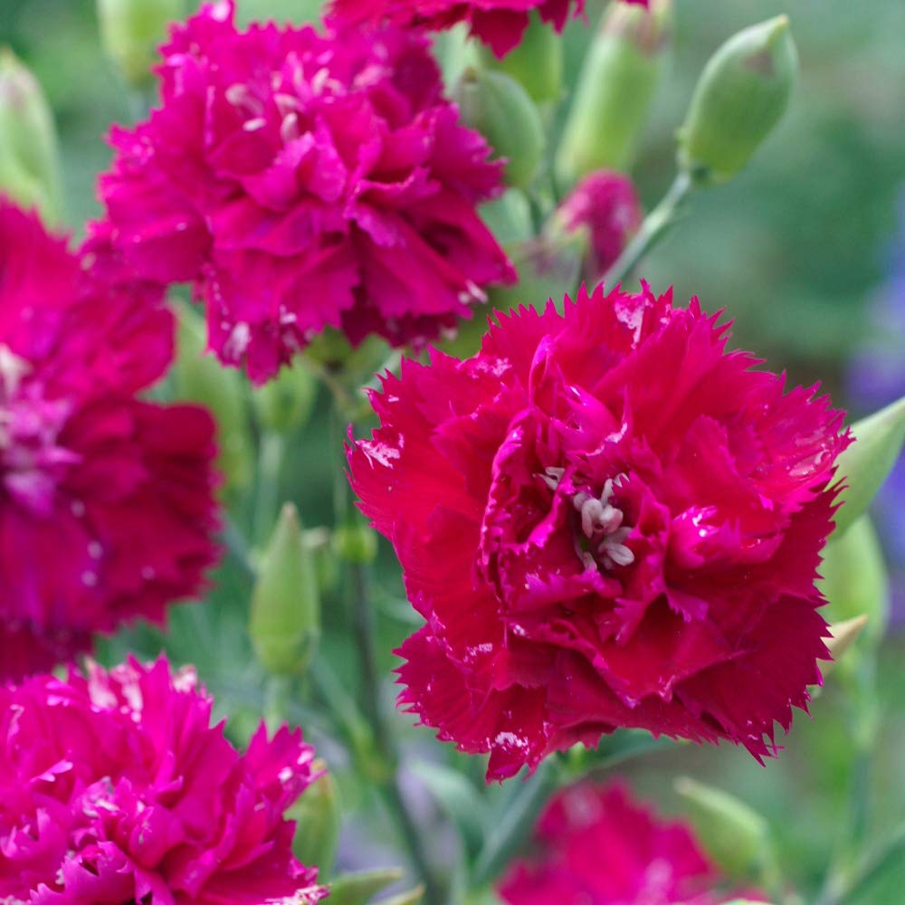 Garofano Chabaud herb seeds