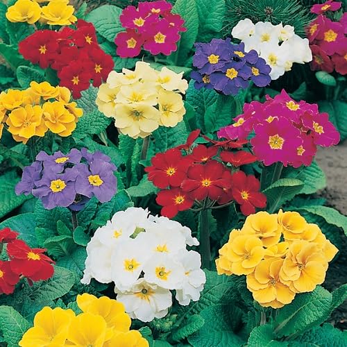 Polyanthus Crescendo Flower Seeds Heirloom Non-GMO High Germination Organic Garden Seeds for Planting