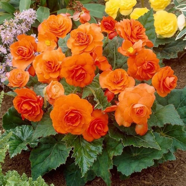 Semillas de flores de begonia tuberosa naranja – Cimelio, sin OMG, alta germinación, semillas orgánicas para jardín