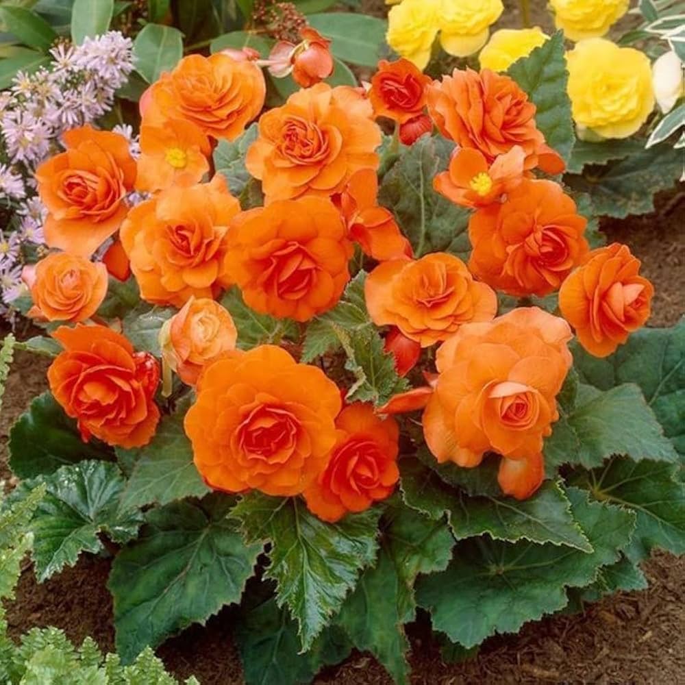Begonia Rose Flower Seeds Orange for Planting – Heirloom Non-GMO High Germination Organic Seeds