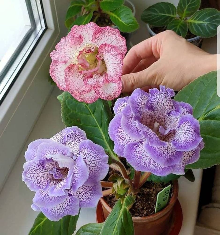 gloxinia mixed flower seeds