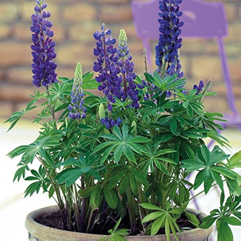 blue sweet flower seeds
