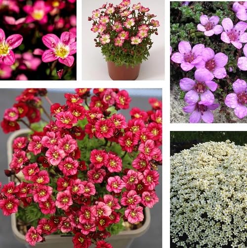 Semillas Mixtas de Flores de Saxífraga – Reliquia, sin OMG, Semillas Orgánicas de Jardín de Alta Germinación para Sembrar