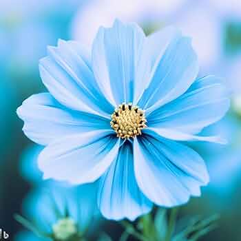 blue cosmos flower