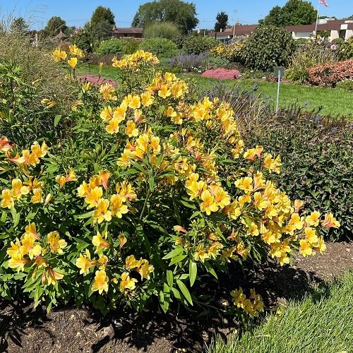 Yellow Alstroemeria Flower Seeds – Heirloom, Non-GMO, High Germination