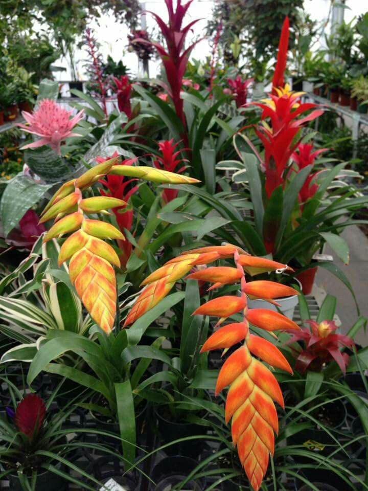 Semillas de Flor de Heliconia Mixtas – Variedad Antigua, No-GMO, Alta Germinación