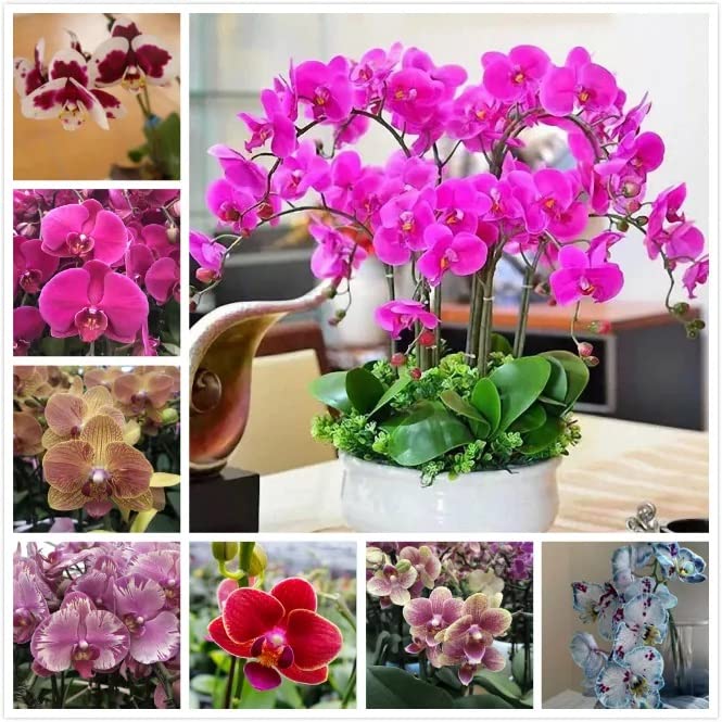 Mixed Orchid Flower Seeds – Heirloom, Non-GMO, High Germination Seeds