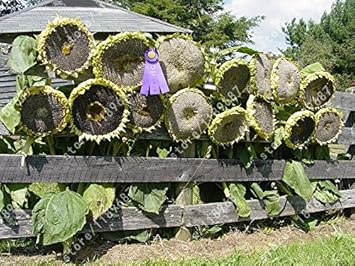 yellowsunflowerheirloomnongmo flower seeds