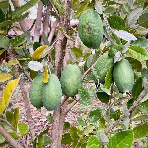 Green Feijoa Seeds – Heirloom, Non-GMO, High Germination Organic Garden Seeds