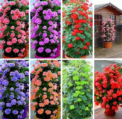 Mixed Climbing Geranium Flower Seeds – Heirloom, Non-GMO, High Germination Organic Garden Seeds for Planting