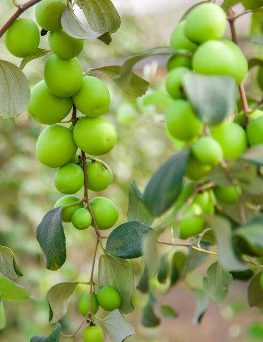 Jujube Fruit Seeds – Heirloom, Non-GMO, High Germination Organic Garden Seeds