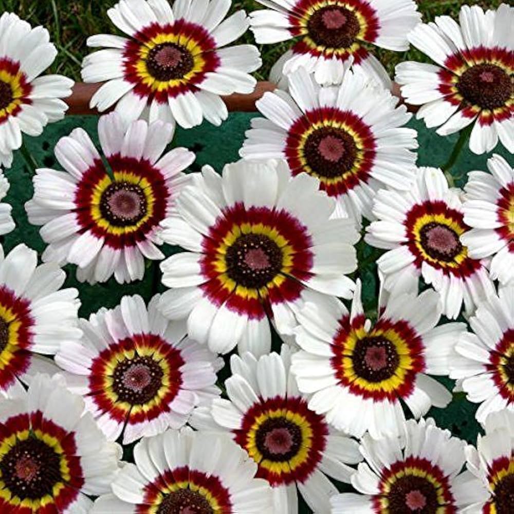 painted daisy flower seeds