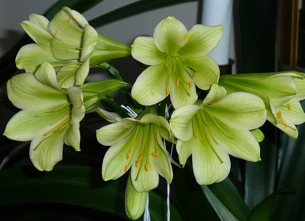 Green Clivia Miniata Flower Seeds for Planting Heirloom Non-GMO High Germination Organic Garden Seeds