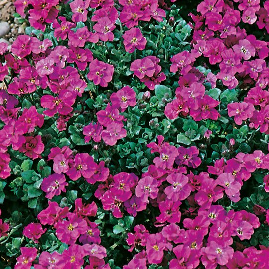 Aubretia Flower Seeds for Planting Pink – Heirloom Non-GMO High Germination Organic Garden Seeds
