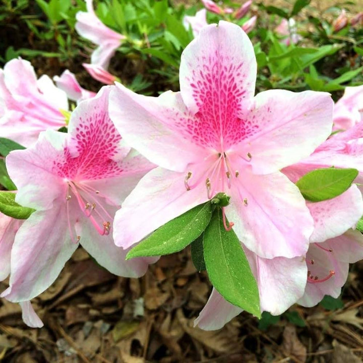 White Pink Rhododendron Flower Seeds for Planting – Heirloom Non-GMO High Germination Organic Garden Seeds