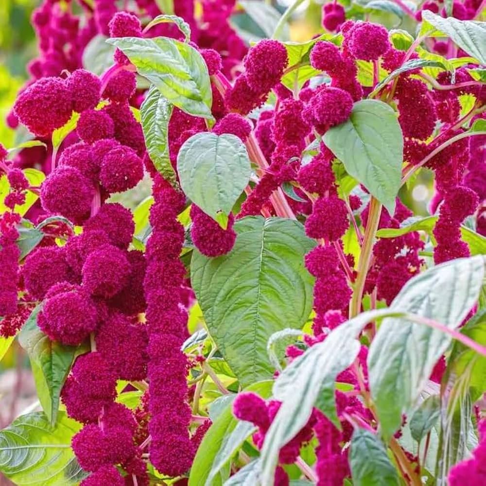 love lies flower seeds