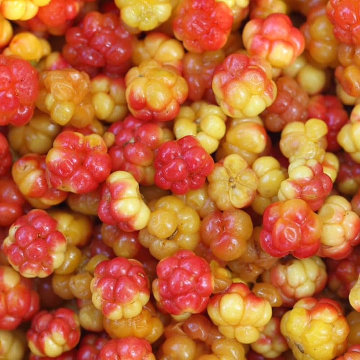 Cloudberry Seeds Yellow Heirloom Non-GMO High Germination Organic Garden Seeds for Planting