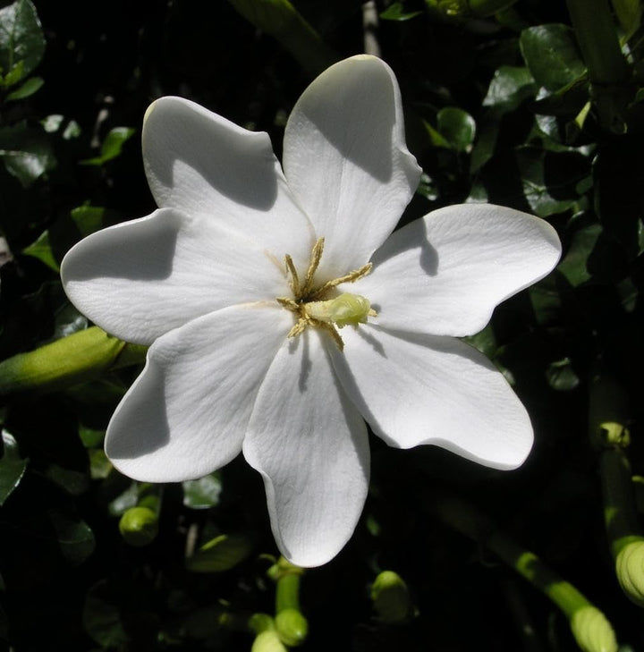 Gardenia Thunbergia Flower Seeds White – Heirloom, Non-GMO, Organic Seeds