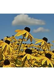 Yellow Ratibida Pinnata Flower Seeds – Heirloom Non-GMO High Germination Organic Garden Seeds