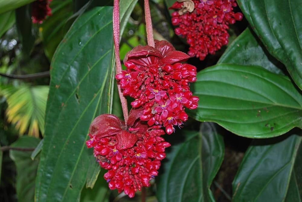 Red Medinilla Flower Seeds – Heirloom, Non-GMO, High Germination Seeds