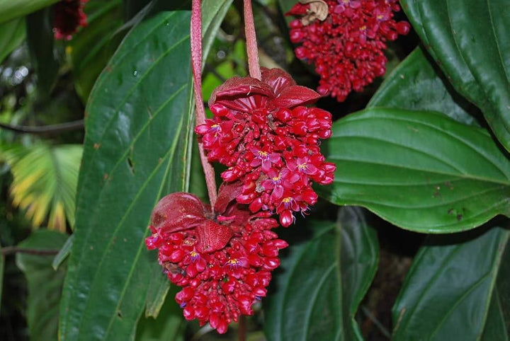 Red Medinilla Flower Seeds – Heirloom, Non-GMO, High Germination Seeds