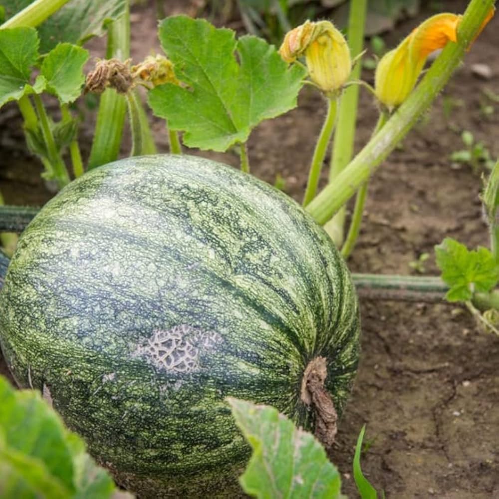 pumpkin for flower seeds