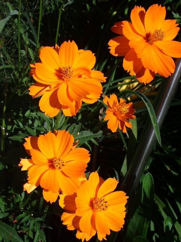 Orange Chamaelaucium Flower Seeds – Heirloom, Non-GMO, High Germination Seeds