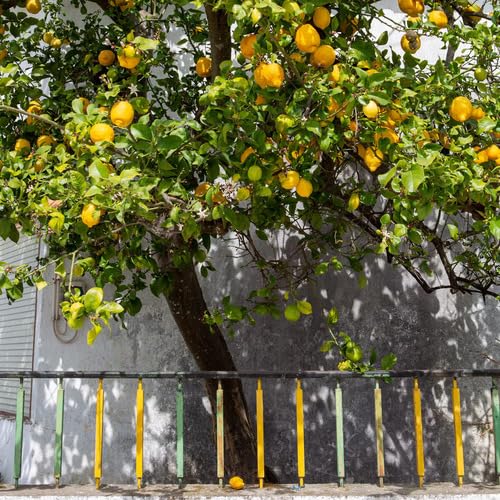 Yellow Lemon Tree Seeds – Heirloom, Non-GMO, High Germination Organic Garden Seeds