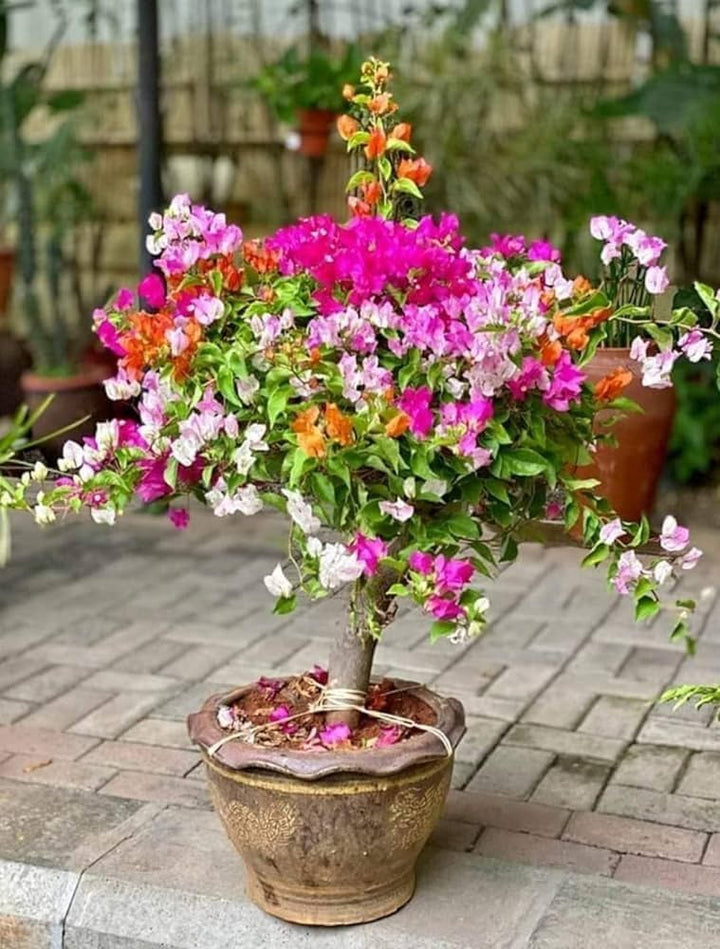 Giant Bougainvillea Flower Seeds for Planting – Heirloom, Non-GMO Seeds