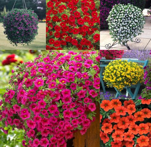 mixed calibrachoa flower seeds