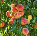 Nemaguard Peach Fruit Tree Seeds for Planting – Non-GMO Heirloom High Germination Organic Garden Seeds for Sweet Juicy Peaches