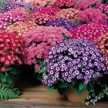 mixcinerariaflowerheirloomnongmo flower seeds
