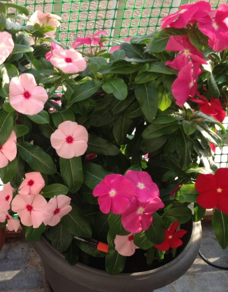 vinca pacifica flower seeds
