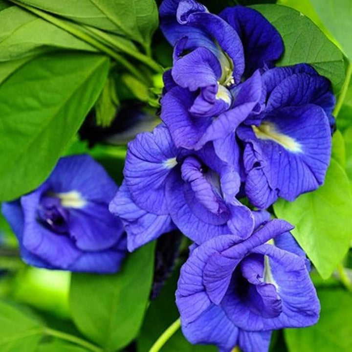 Aparajita Flower Seeds for Planting – Heirloom Non-GMO High Germination Organic Garden Seeds