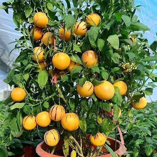 Red Ginseng Melon Seeds – Heirloom, Non-GMO, High Germination Organic Garden Seeds