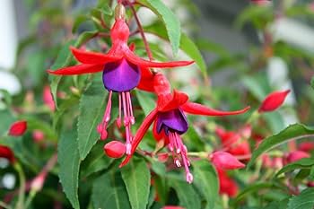 Rot Violett Fuchsie Blumensamen – Alte Sorte Gentechnikfrei Hohe Keimfähigkeit Bio-Garten