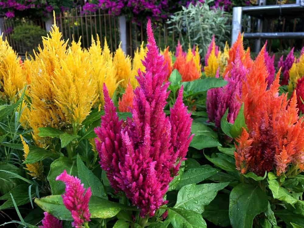 celosia mix flower seeds