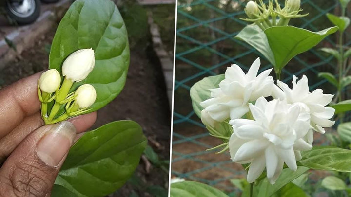 Jasmine Flower White Seeds – Heirloom, Non-GMO, High Germination Seeds